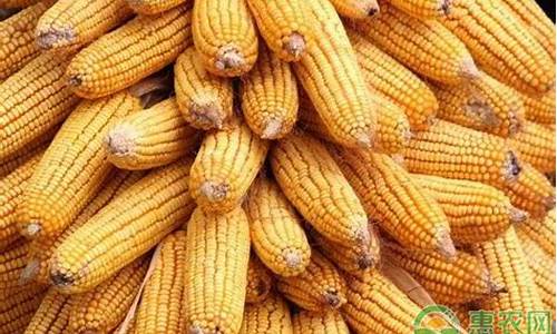 山东期货玉米价格最新行情(山东期货玉米价格最新行情走势图)_https://www.jyywjc.com_股票_第1张