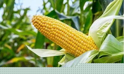 玉米期货好做吗现在行情(玉米期货分析)_https://www.jyywjc.com_股票板块_第1张