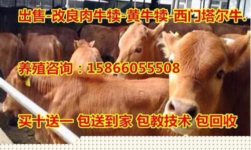 育肥牛价格今日期货行情(当前育肥牛价格表)_https://www.jyywjc.com_股票板块_第1张