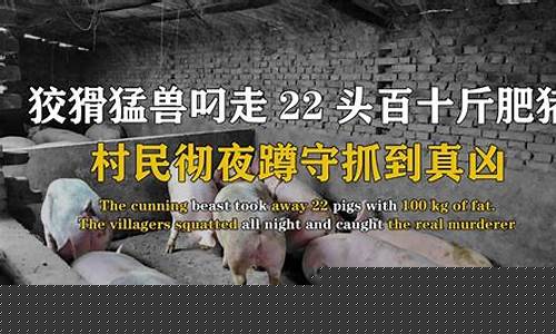 山西养猪场电话(安徽养猪场名单电话)_https://www.jyywjc.com_股票_第1张
